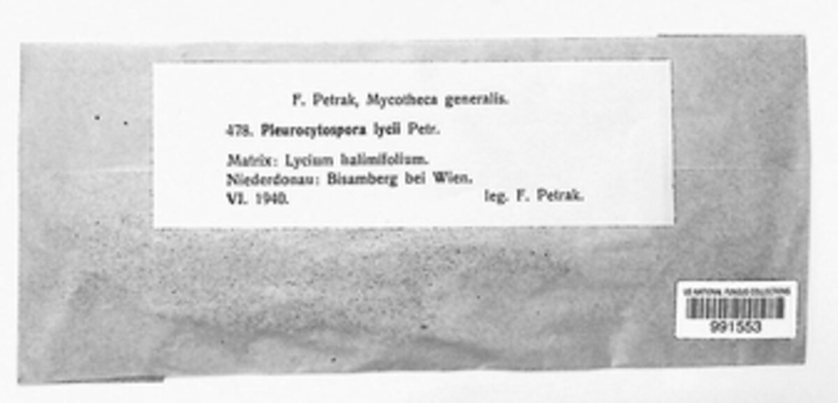 Pleurocytospora lycii image